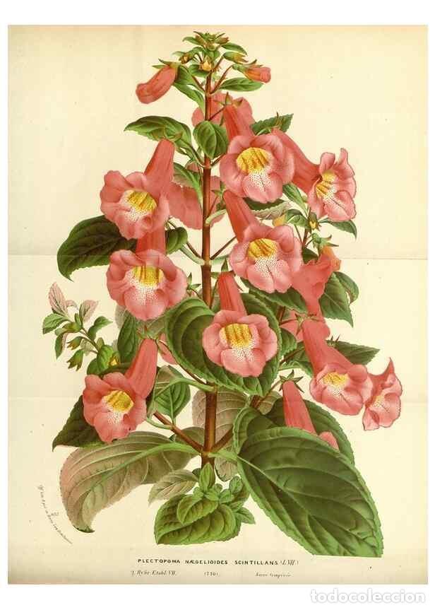 Collezionismo di Riviste e Giornali: Reproducci&oacute;n/Reproduction 49587434343: Flore des serres et des jardins de l'Europe. A Gand :chez Lou