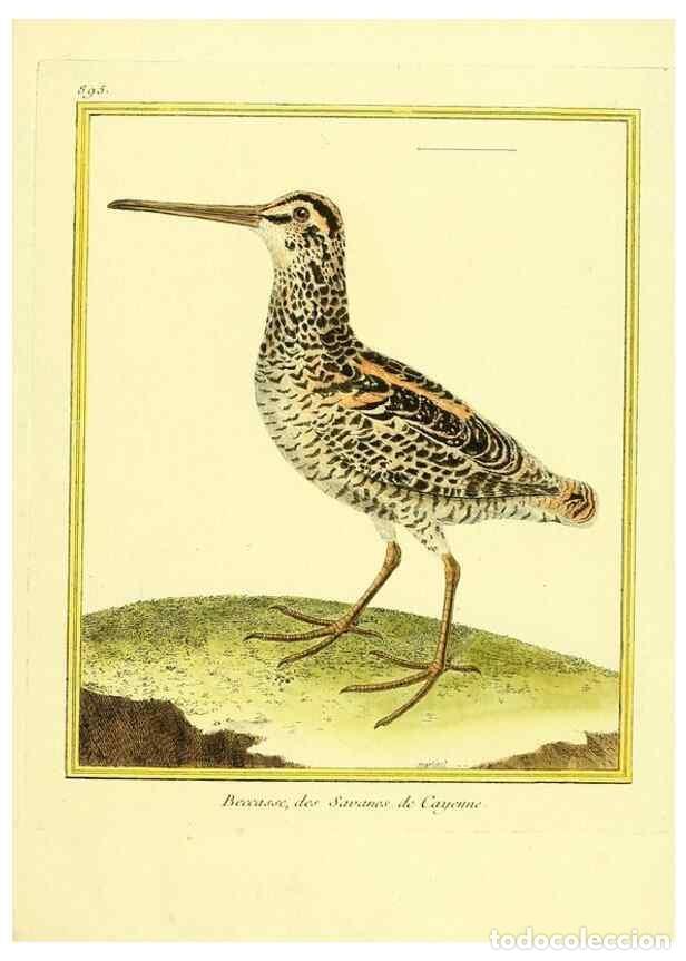 Collectionnisme de Revues et Journaux: Reproducci&oacute;n/Reproduction 49639955273: Planches enlumin&eacute;es d'histoire naturelle. Paris? :s.n.,1765-1