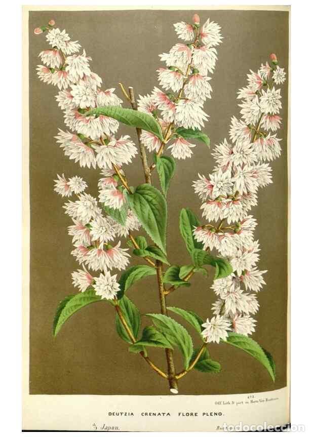 Collectionnisme de Revues et Journaux: Reproducci&oacute;n/Reproduction 49587441788: Flore des serres et des jardins de l'Europe. A Gand :chez Lou