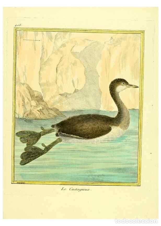 Collectionnisme de Revues et Journaux: Reproducci&oacute;n/Reproduction 49639981673: Planches enlumin&eacute;es d'histoire naturelle. Paris? :s.n.,1765-1