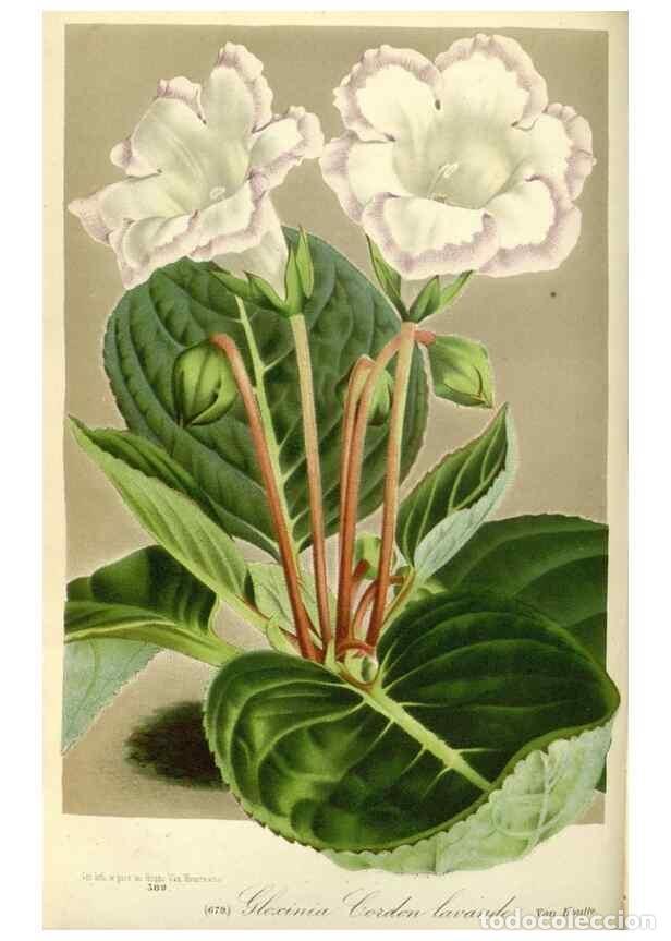 Collectionnisme de Revues et Journaux: Reproducci&oacute;n/Reproduction 49587932301: Flore des serres et des jardins de l'Europe. A Gand :chez Lou