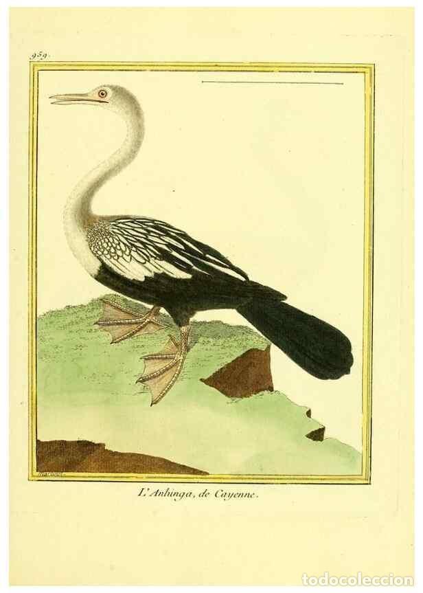 Collectionnisme de Revues et Journaux: Reproducci&oacute;n/Reproduction 49640793602: Planches enlumin&eacute;es d'histoire naturelle. Paris? :s.n.,1765-1