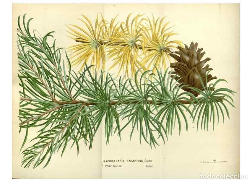 Collectionnisme de Revues et Journaux: Reproducci&oacute;n/Reproduction 49587932501: Flore des serres et des jardins de l'Europe. A Gand :chez Lou