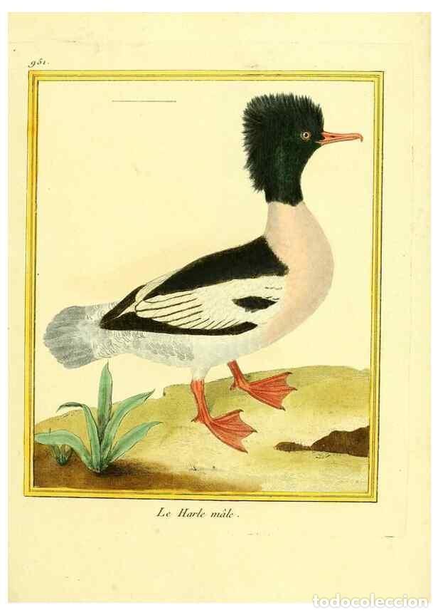 Collectionnisme de Revues et Journaux: Reproducci&oacute;n/Reproduction 49640518811: Planches enlumin&eacute;es d'histoire naturelle. Paris? :s.n.,1765-1