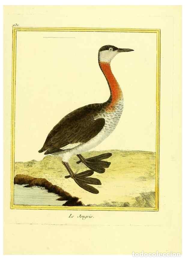 Collectionnisme de Revues et Journaux: Reproducci&oacute;n/Reproduction 49640512876: Planches enlumin&eacute;es d'histoire naturelle. Paris? :s.n.,1765-1