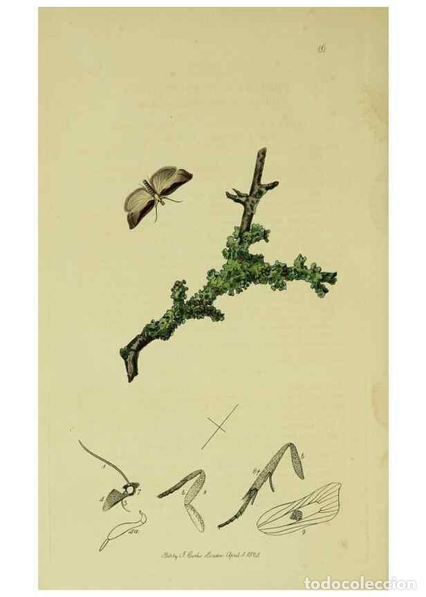 Collectionnisme de Revues et Journaux: Reproducci&oacute;n/Reproduction 49641068772: British entomology :. London,Printed for the author,1823-1840