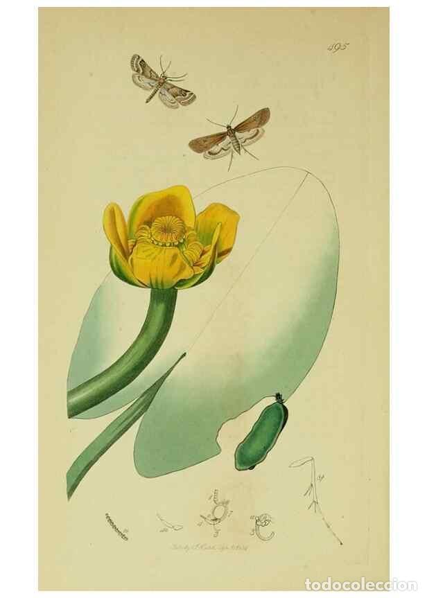 Collectionnisme de Revues et Journaux: Reproducci&oacute;n/Reproduction 49640796911: British entomology :. London,Printed for the author,1823-1840
