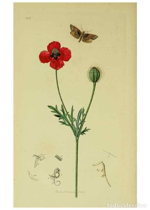 Collectionnisme de Revues et Journaux: Reproducci&oacute;n/Reproduction 49640798651: British entomology :. London,Printed for the author,1823-1840