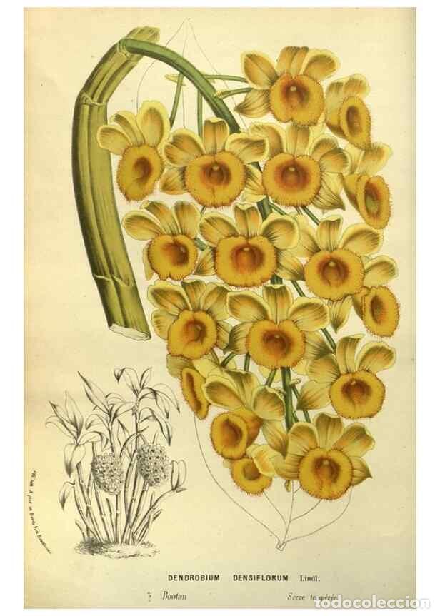 Sammeln von Zeitschriften und Zeitungen: Reproducci&oacute;n/Reproduction 49587180973: Flore des serres et des jardins de l'Europe. A Gand :chez Lou