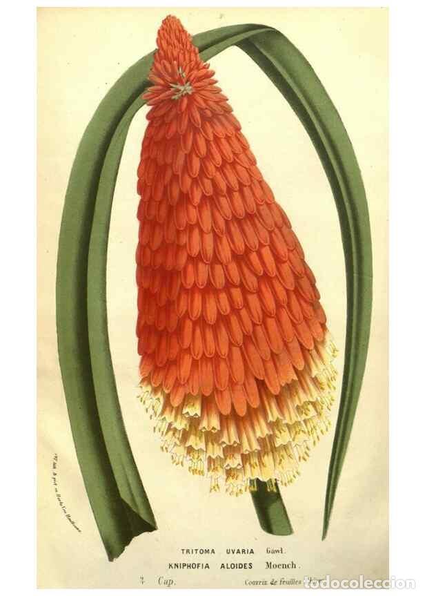 Sammeln von Zeitschriften und Zeitungen: Reproducci&oacute;n/Reproduction 49587856272: Flore des serres et des jardins de l'Europe. A Gand :chez Lou