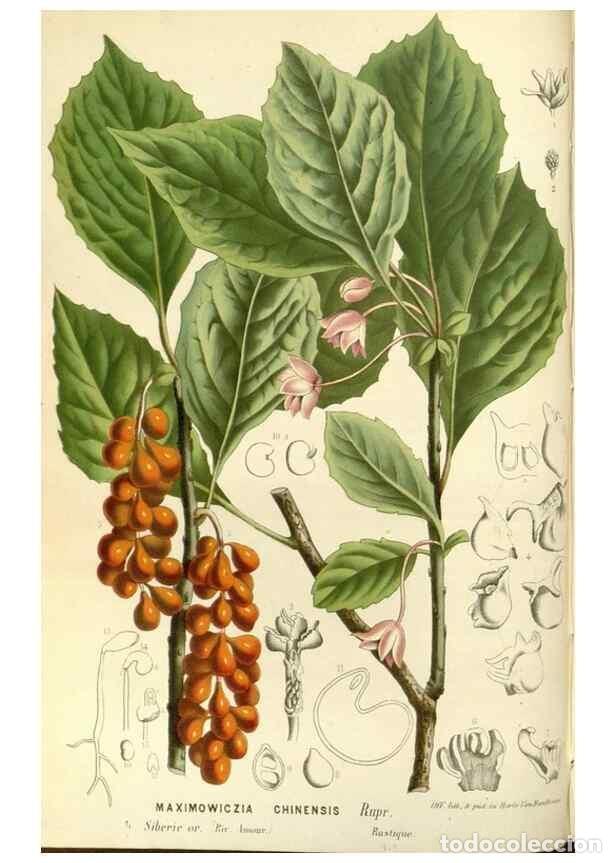 Sammeln von Zeitschriften und Zeitungen: Reproducci&oacute;n/Reproduction 49587787631: Flore des serres et des jardins de l'Europe. A Gand :chez Lou