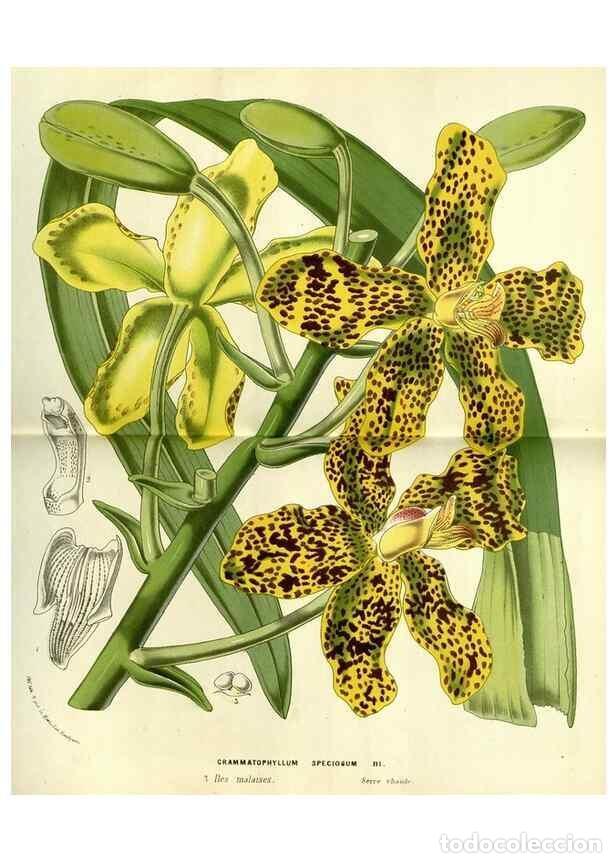 Sammeln von Zeitschriften und Zeitungen: Reproducci&oacute;n/Reproduction 49587611281: Flore des serres et des jardins de l'Europe. A Gand :chez Lou