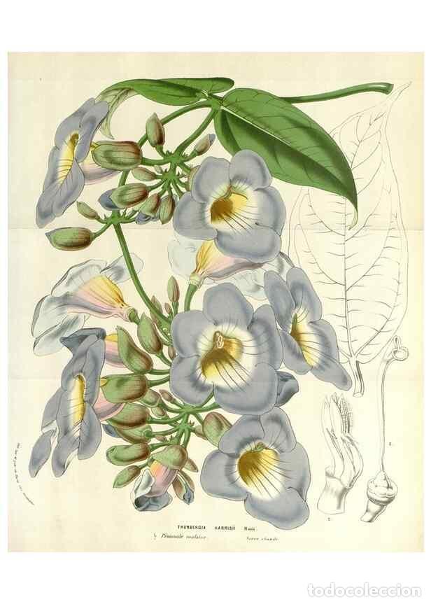 Sammeln von Zeitschriften und Zeitungen: Reproducci&oacute;n/Reproduction 49584105408: Flore des serres et des jardins de l'Europe. A Gand :chez Lou