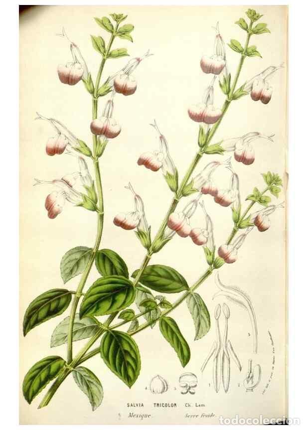 Sammeln von Zeitschriften und Zeitungen: Reproducci&oacute;n/Reproduction 49584096428: Flore des serres et des jardins de l'Europe. A Gand :chez Lou