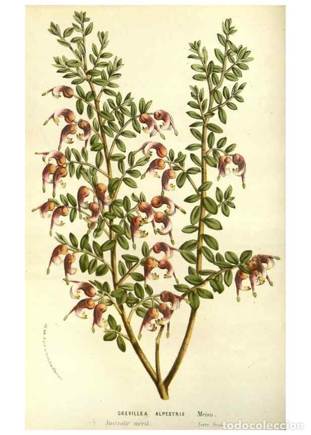 Sammeln von Zeitschriften und Zeitungen: Reproducci&oacute;n/Reproduction 49587931067: Flore des serres et des jardins de l'Europe. A Gand :chez Lou