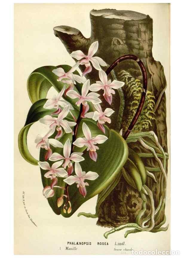 Collezionismo di Riviste e Giornali: Reproducci&oacute;n/Reproduction 49588950156: Flore des serres et des jardins de l'Europe. A Gand :chez Lou