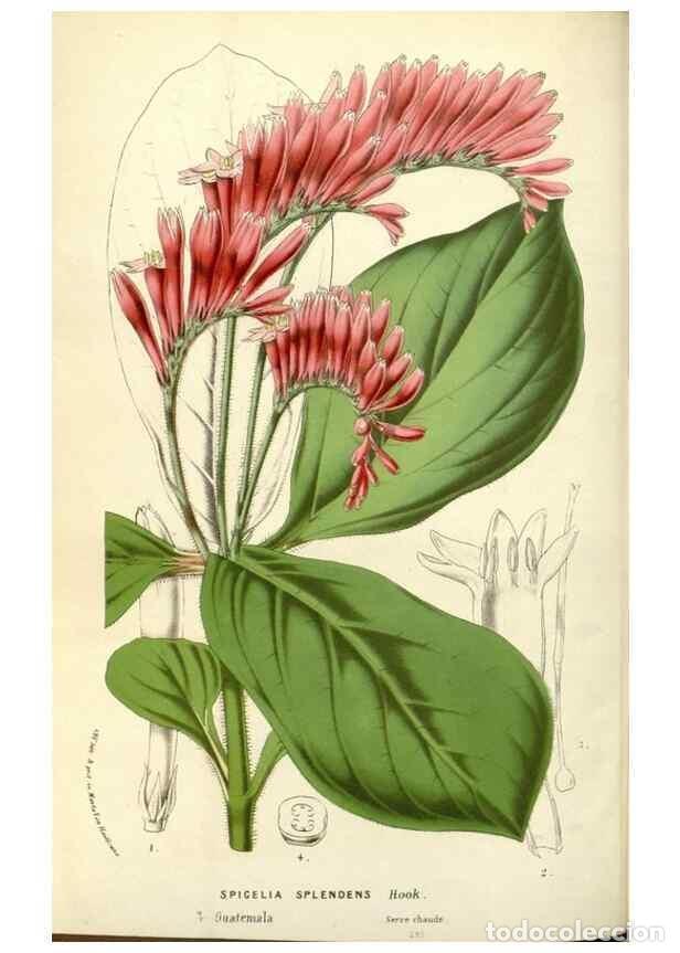 Collezionismo di Riviste e Giornali: Reproducci&oacute;n/Reproduction 49588178547: Flore des serres et des jardins de l'Europe. A Gand :chez Lou