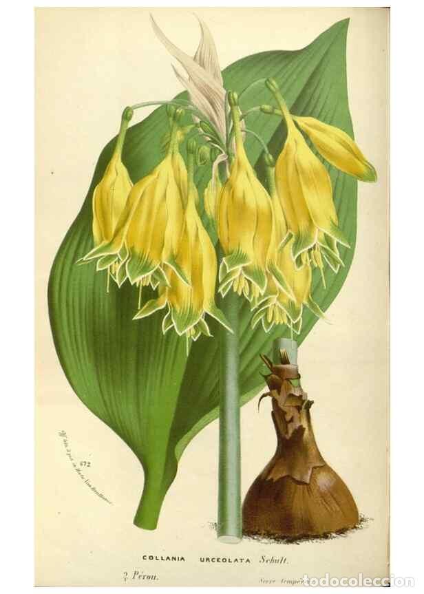 Collezionismo di Riviste e Giornali: Reproducci&oacute;n/Reproduction 49588179657: Flore des serres et des jardins de l'Europe. A Gand :chez Lou