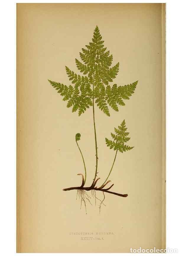 Collezionismo di Riviste e Giornali: Reproducci&oacute;n/Reproduction 49628196331: Ferns: British and exotic.... London,Groombridge and Sons,185