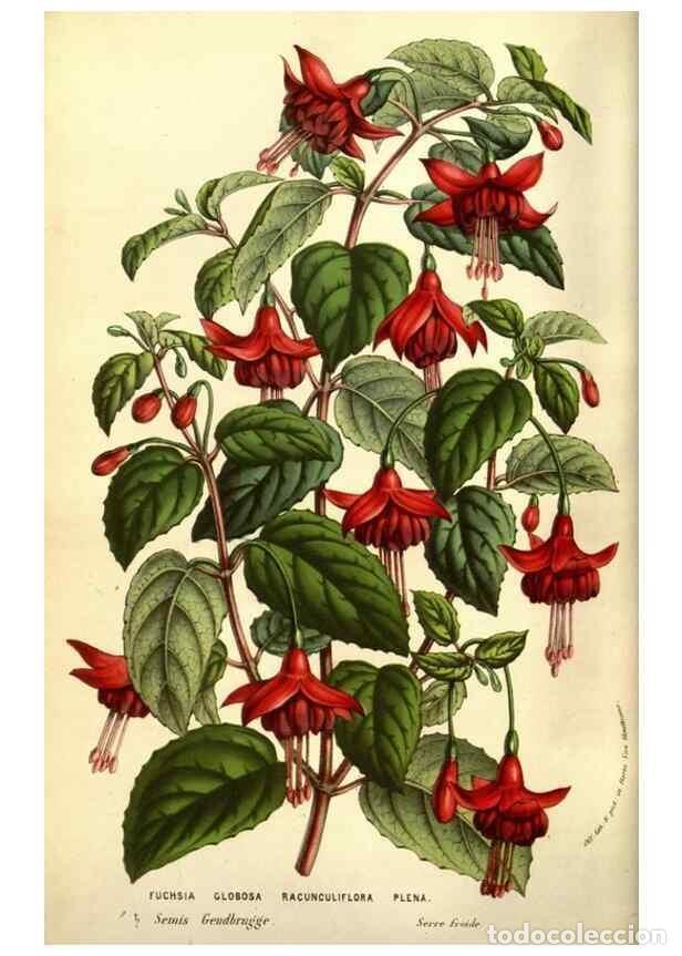 Collezionismo di Riviste e Giornali: Reproducci&oacute;n/Reproduction 49584446962: Flore des serres et des jardins de l'Europe. A Gand :chez Lou