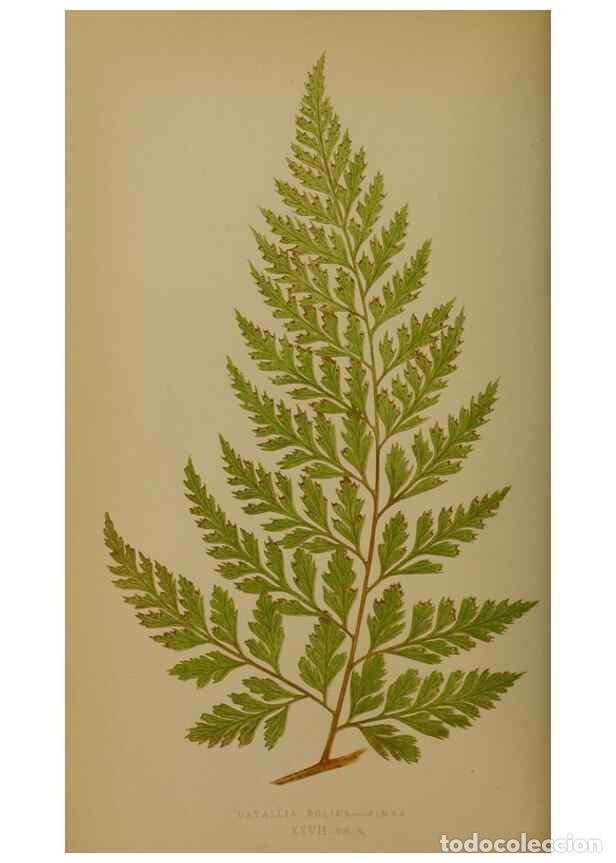 Collezionismo di Riviste e Giornali: Reproducci&oacute;n/Reproduction 49628476961: Ferns: British and exotic.... London,Groombridge and Sons,185