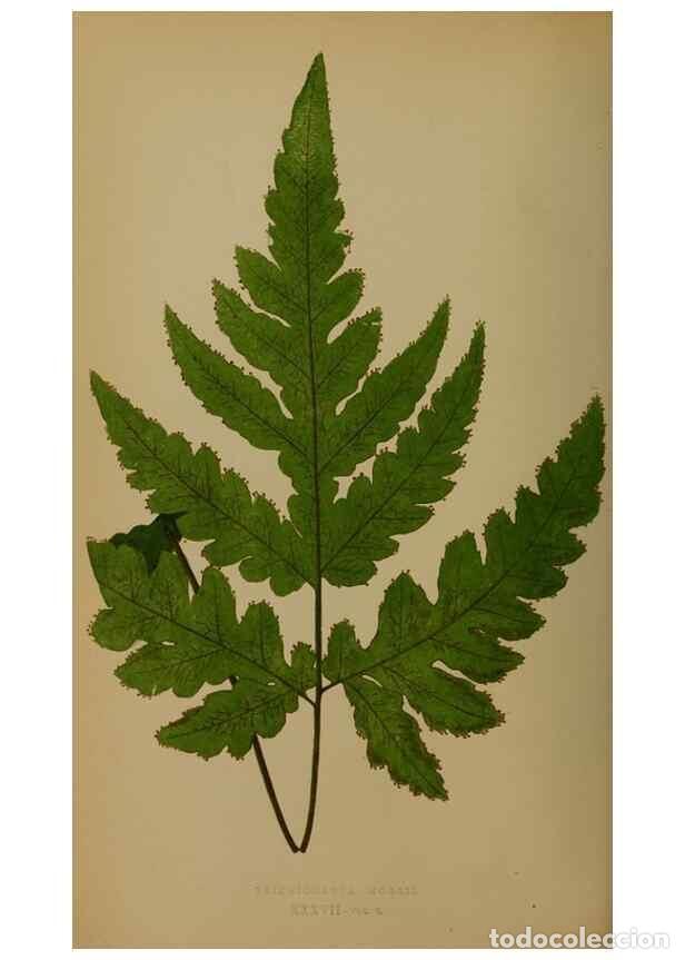 Collezionismo di Riviste e Giornali: Reproducci&oacute;n/Reproduction 49627959313: Ferns: British and exotic.... London,Groombridge and Sons,185