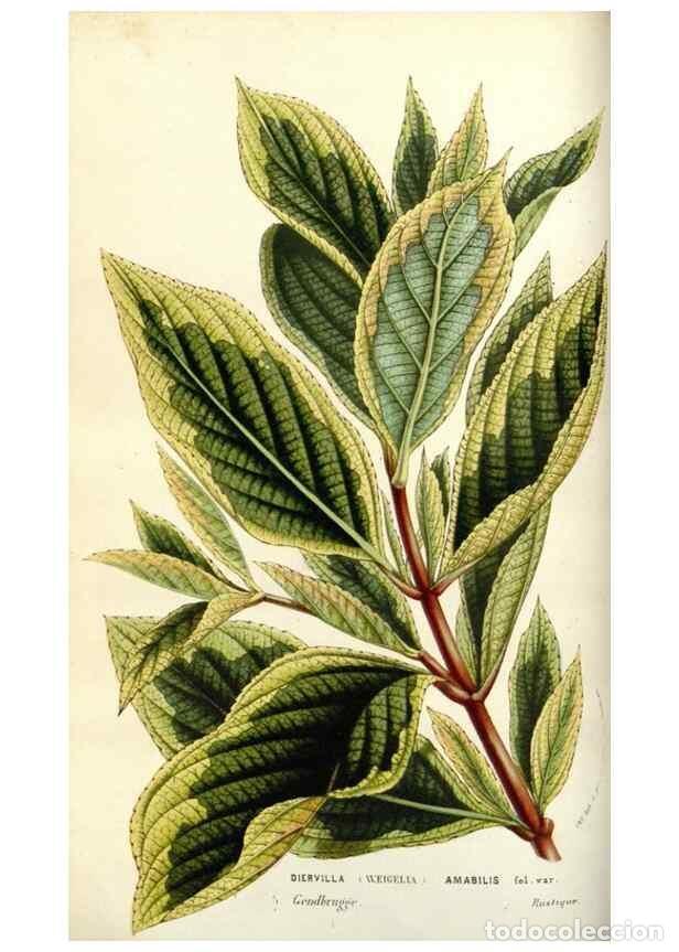 Collezionismo di Riviste e Giornali: Reproducci&oacute;n/Reproduction 49584813652: Flore des serres et des jardins de l'Europe. A Gand :chez Lou