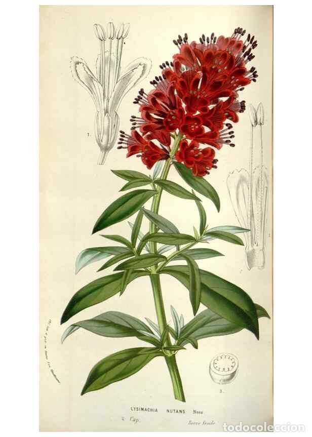 Collezionismo di Riviste e Giornali: Reproducci&oacute;n/Reproduction 49584821357: Flore des serres et des jardins de l'Europe. A Gand :chez Lou