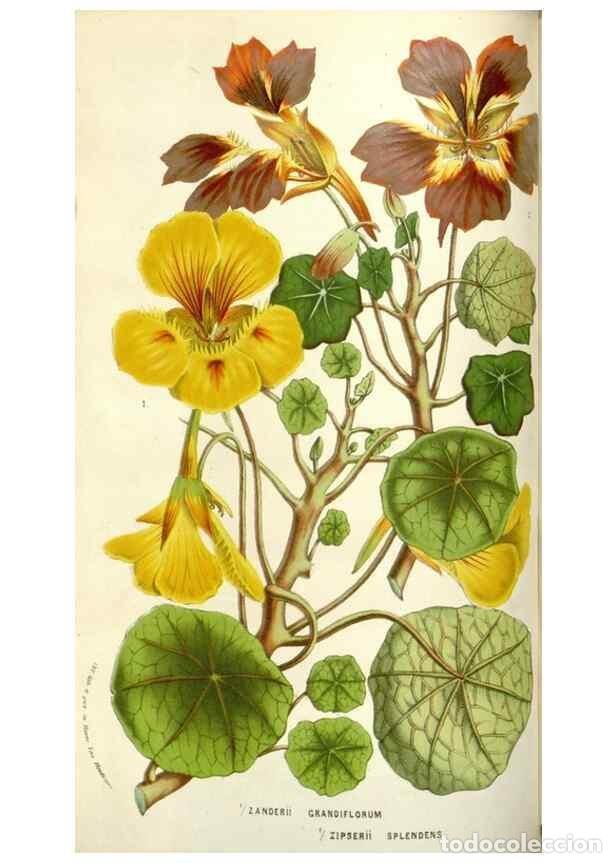 Collezionismo di Riviste e Giornali: Reproducci&oacute;n/Reproduction 49584089048: Flore des serres et des jardins de l'Europe. A Gand :chez Lou