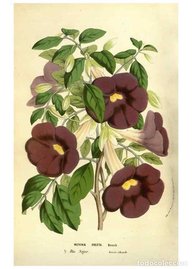 Collezionismo di Riviste e Giornali: Reproducci&oacute;n/Reproduction 49583694613: Flore des serres et des jardins de l'Europe. A Gand :chez Lou