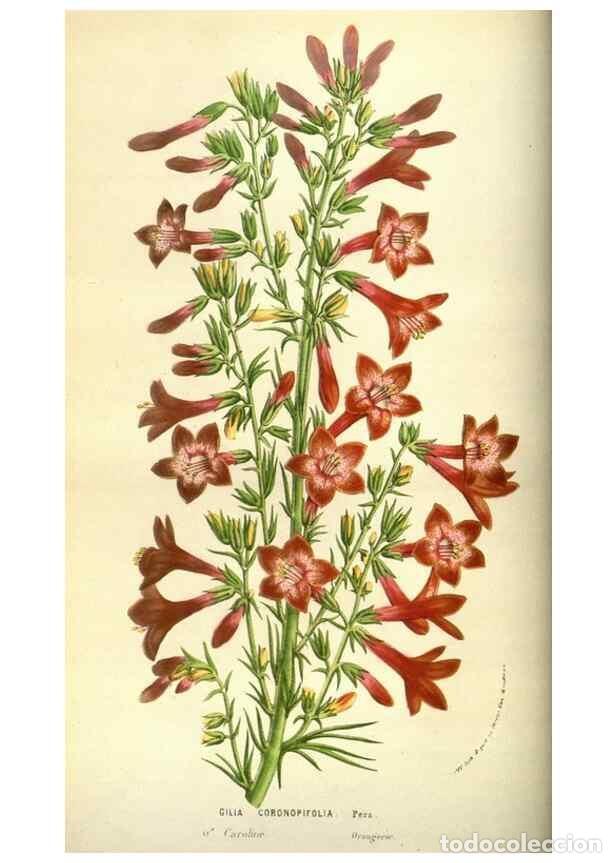 Collezionismo di Riviste e Giornali: Reproducci&oacute;n/Reproduction 49584193631: Flore des serres et des jardins de l'Europe. A Gand :chez Lou