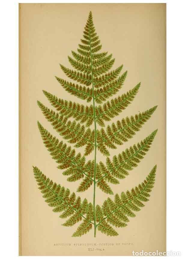 Collezionismo di Riviste e Giornali: Reproducci&oacute;n/Reproduction 49626713133: Ferns: British and exotic.... London,Groombridge and Sons,185