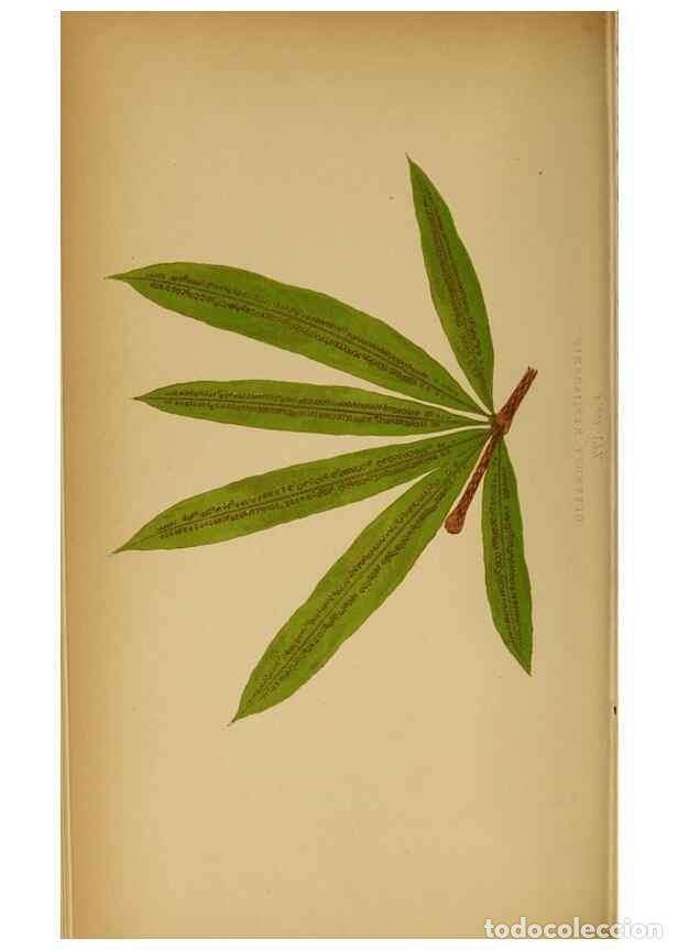 Collezionismo di Riviste e Giornali: Reproducci&oacute;n/Reproduction 49628467417: Ferns: British and exotic.... London,Groombridge and Sons,185