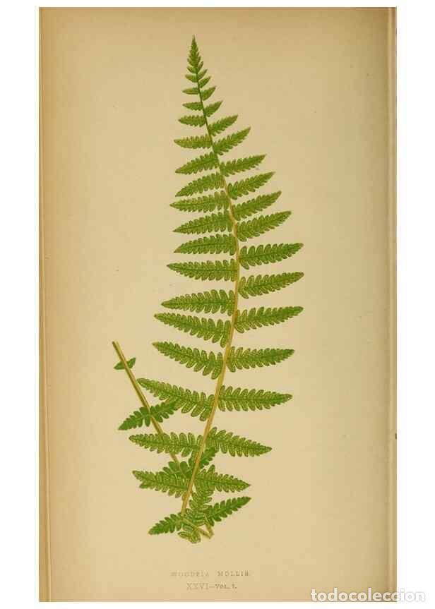 Collezionismo di Riviste e Giornali: Reproducci&oacute;n/Reproduction 49628469467: Ferns: British and exotic.... London,Groombridge and Sons,185