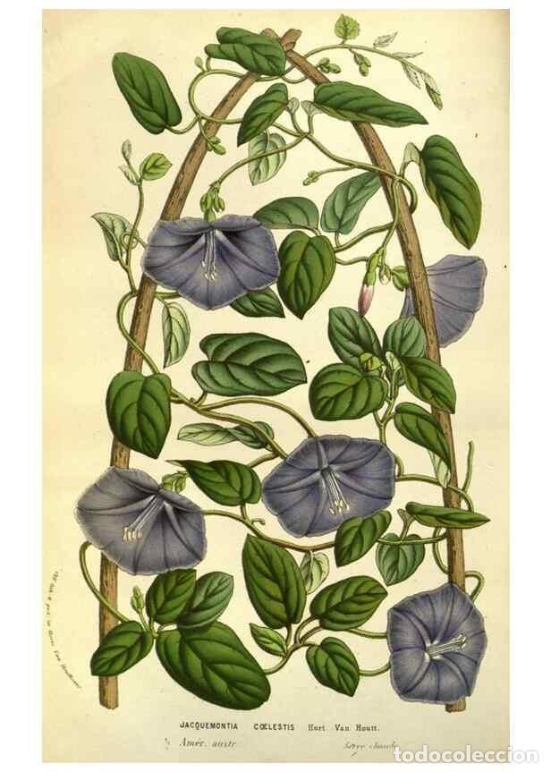 Collezionismo di Riviste e Giornali: Reproducci&oacute;n/Reproduction 49584202466: Flore des serres et des jardins de l'Europe. A Gand :chez Lou