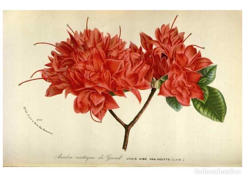 Coleccionismo de Revistas y Peri&oacute;dicos: Reproducci&oacute;n/Reproduction 49588301877: Flore des serres et des jardins de l'Europe. A Gand :chez Lou