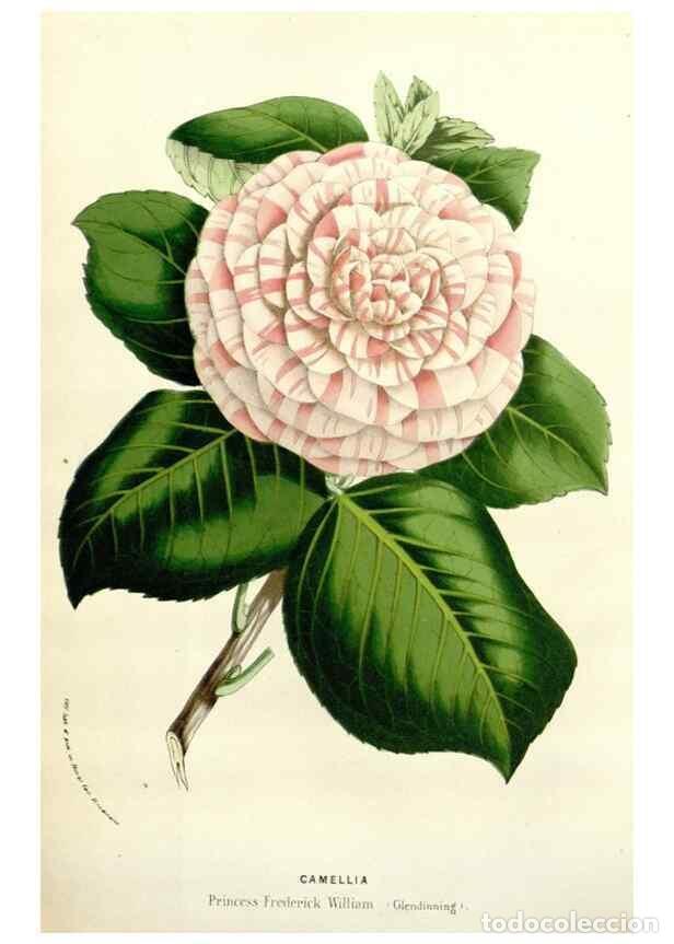 Coleccionismo de Revistas y Peri&oacute;dicos: Reproducci&oacute;n/Reproduction 49584603941: Flore des serres et des jardins de l'Europe. A Gand :chez Lou