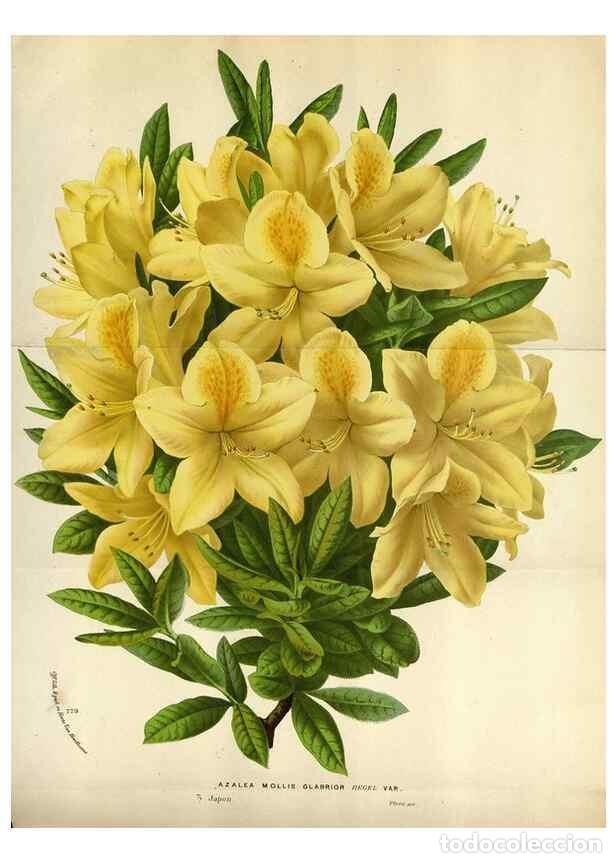 Coleccionismo de Revistas y Peri&oacute;dicos: Reproducci&oacute;n/Reproduction 49588060261: Flore des serres et des jardins de l'Europe. A Gand :chez Lou