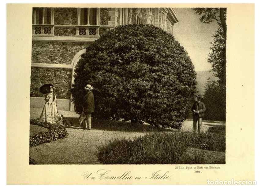 Coleccionismo de Revistas y Peri&oacute;dicos: Reproducci&oacute;n/Reproduction 49588132436: Flore des serres et des jardins de l'Europe. A Gand :chez Lou