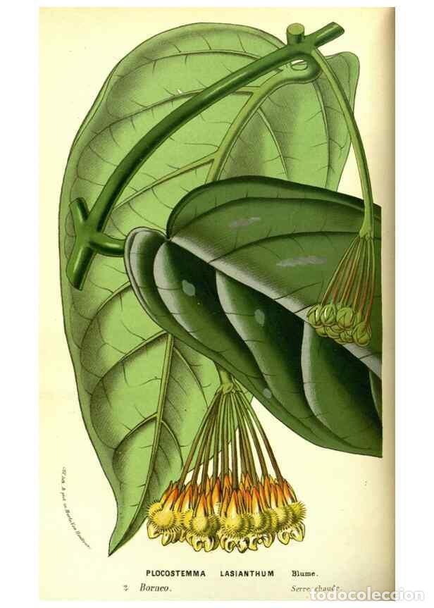 Coleccionismo de Revistas y Peri&oacute;dicos: Reproducci&oacute;n/Reproduction 49587101793: Flore des serres et des jardins de l'Europe. A Gand :chez Lou