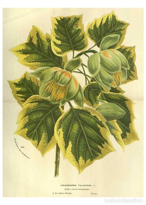 Coleccionismo de Revistas y Peri&oacute;dicos: Reproducci&oacute;n/Reproduction 49587630443: Flore des serres et des jardins de l'Europe. A Gand :chez Lou