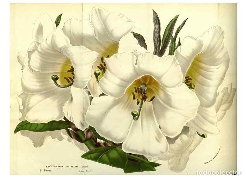 Coleccionismo de Revistas y Peri&oacute;dicos: Reproducci&oacute;n/Reproduction 49587104553: Flore des serres et des jardins de l'Europe. A Gand :chez Lou