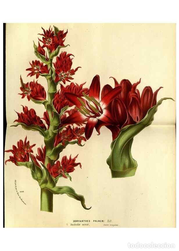 Coleccionismo de Revistas y Peri&oacute;dicos: Reproducci&oacute;n/Reproduction 49588370767: Flore des serres et des jardins de l'Europe. A Gand :chez Lou