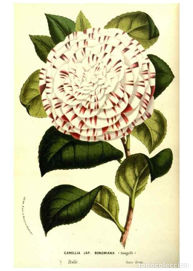 Coleccionismo de Revistas y Peri&oacute;dicos: Reproducci&oacute;n/Reproduction 49587593021: Flore des serres et des jardins de l'Europe. A Gand :chez Lou