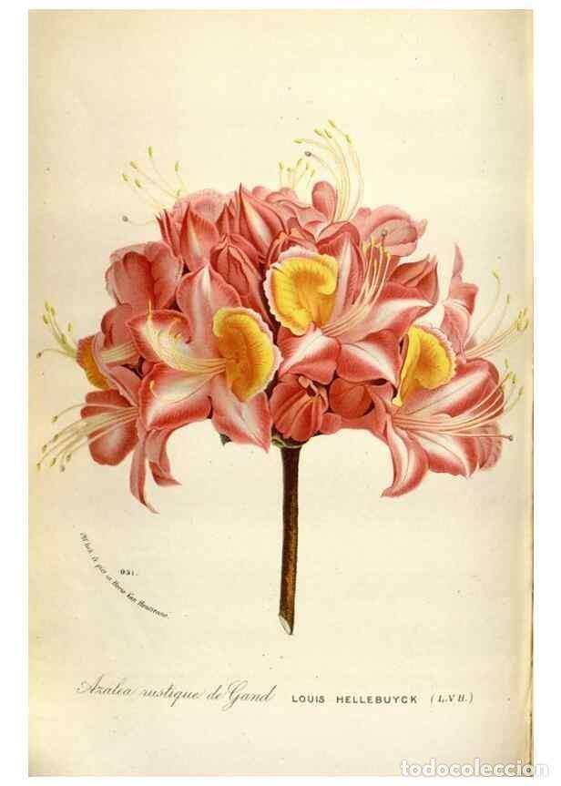 Coleccionismo de Revistas y Peri&oacute;dicos: Reproducci&oacute;n/Reproduction 49587562908: Flore des serres et des jardins de l'Europe. A Gand :chez Lou