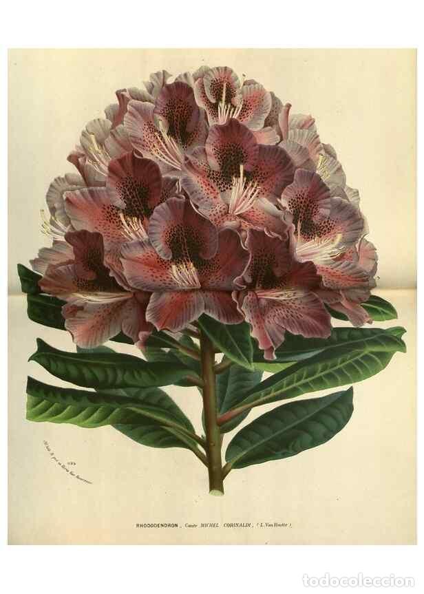 Coleccionismo de Revistas y Peri&oacute;dicos: Reproducci&oacute;n/Reproduction 49588130568: Flore des serres et des jardins de l'Europe. A Gand :chez Lou