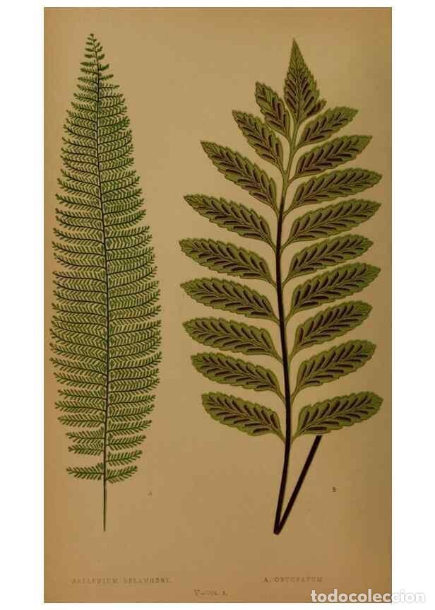 Coleccionismo de Revistas y Peri&oacute;dicos: Reproducci&oacute;n/Reproduction 49627143372: Ferns: British and exotic.... London,Groombridge and Sons,185