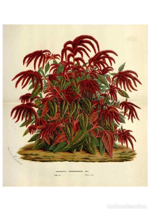 Collezionismo di Riviste e Giornali: Reproducci&oacute;n/Reproduction 49588621112: Flore des serres et des jardins de l'Europe. A Gand :chez Lou