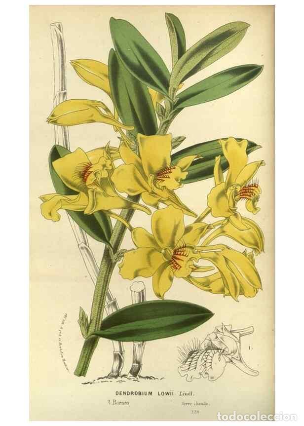 Collezionismo di Riviste e Giornali: Reproducci&oacute;n/Reproduction 49588622951: Flore des serres et des jardins de l'Europe. A Gand :chez Lou