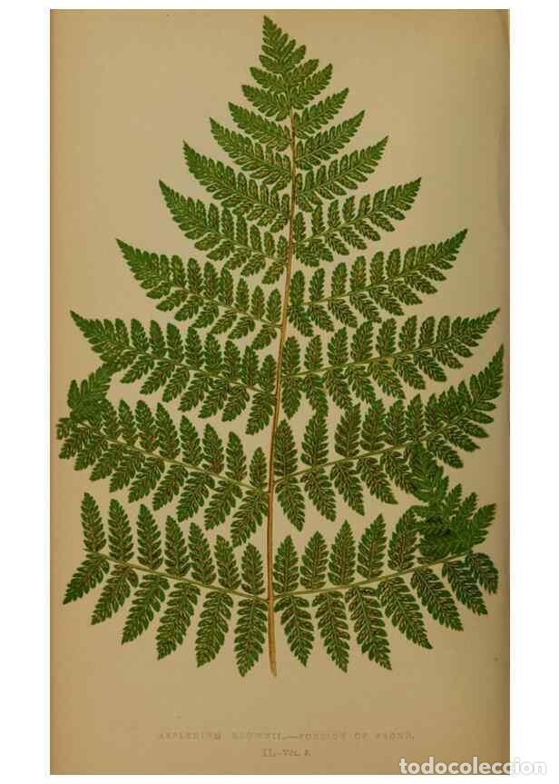 Collezionismo di Riviste e Giornali: Reproducci&oacute;n/Reproduction 49626361508: Ferns: British and exotic.... London,Groombridge and Sons,185
